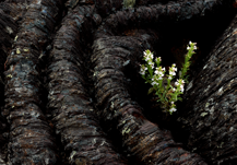 wild flowers craters